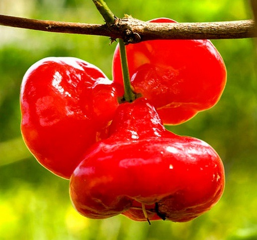 Jambu biji untuk diare