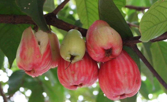 Jambu biji untuk diare