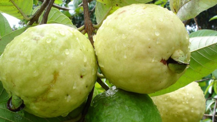 Jambu biji untuk diare