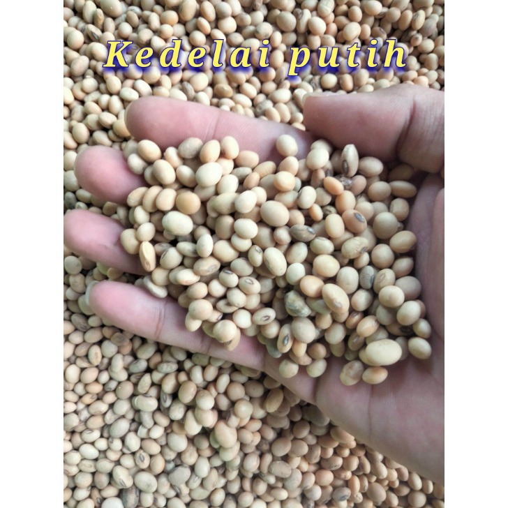 Kacang kedelai estrogen alami