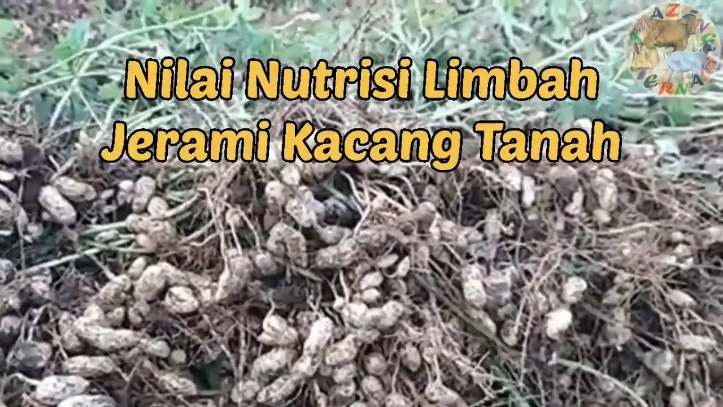 Kacang tanah untuk otak