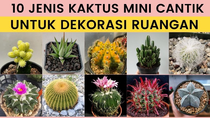 Kaktus penjernih ruangan