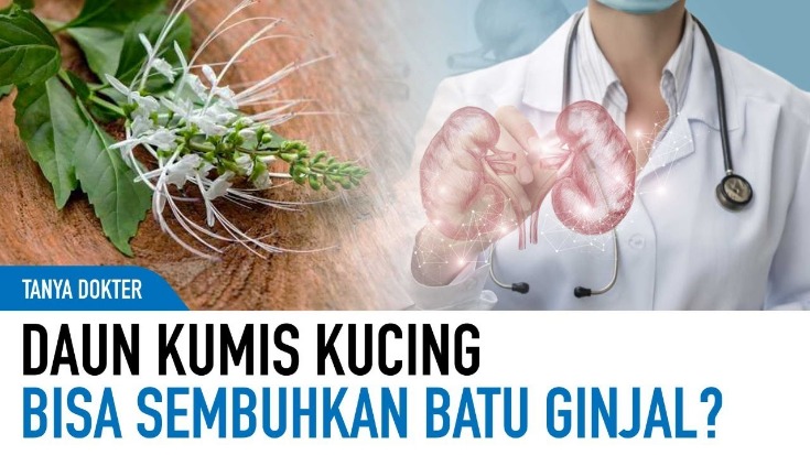 Kumis kucing untuk ginjal