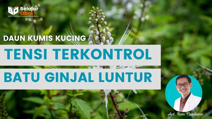 Kumis Kucing Untuk Ginjal
