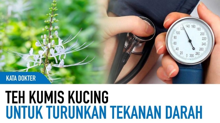 Kumis kucing untuk ginjal