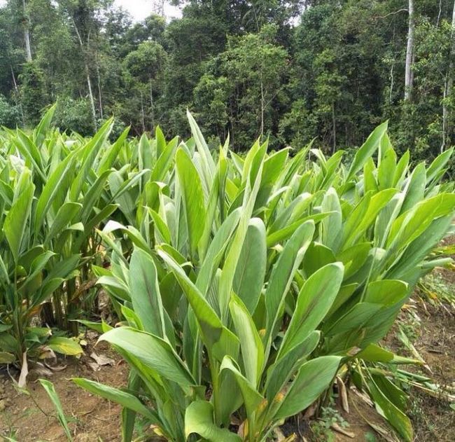 Kunyit Anti-inflamasi