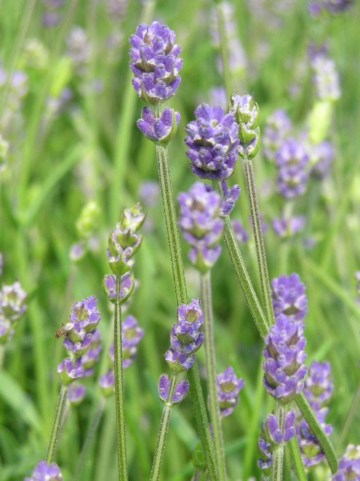 Lavender antidepresan