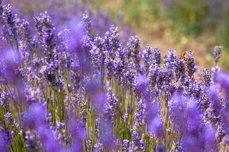 Lavender antidepresan