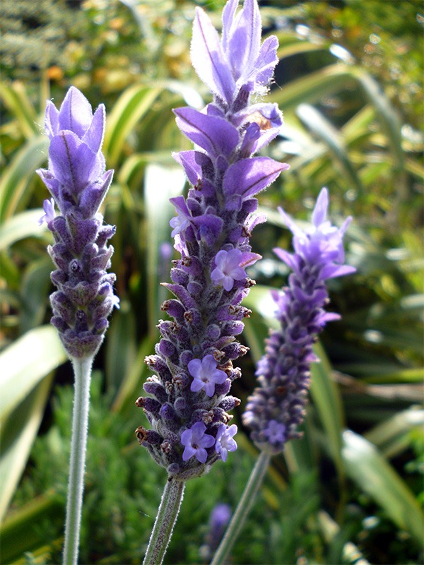 Lavender Antidepresan