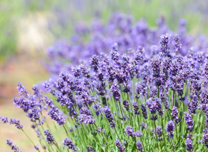 Lavender antidepresan