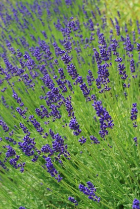 Lavender antiseptik