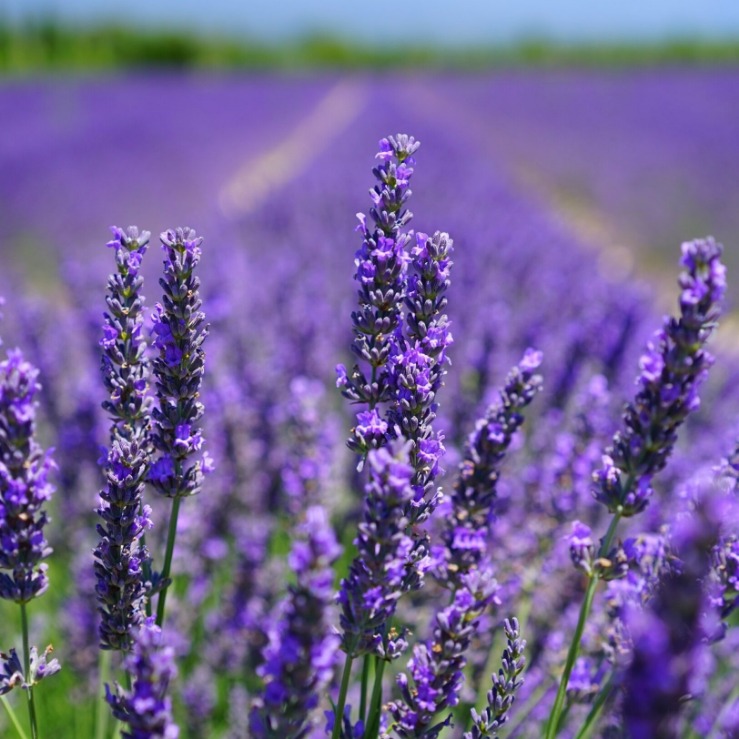 Lavender Antiseptik