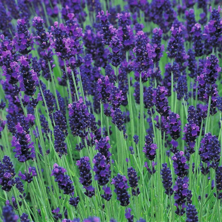 Lavender antiseptik