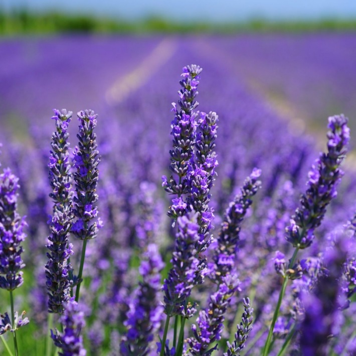 Lavender pengusir nyamuk