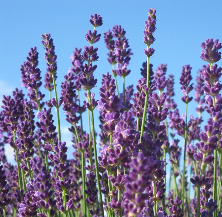 Lavender untuk relaksasi