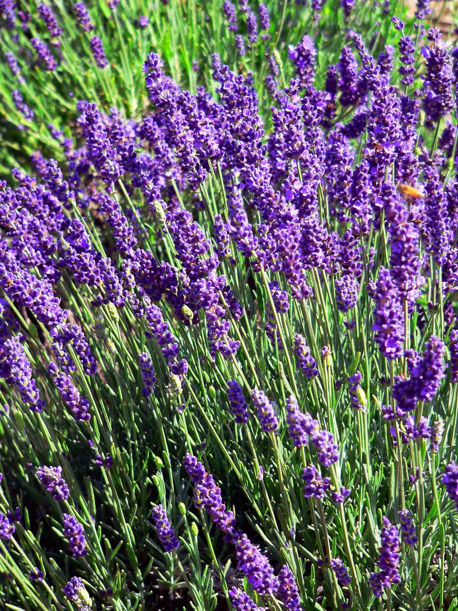 Lavender untuk relaksasi