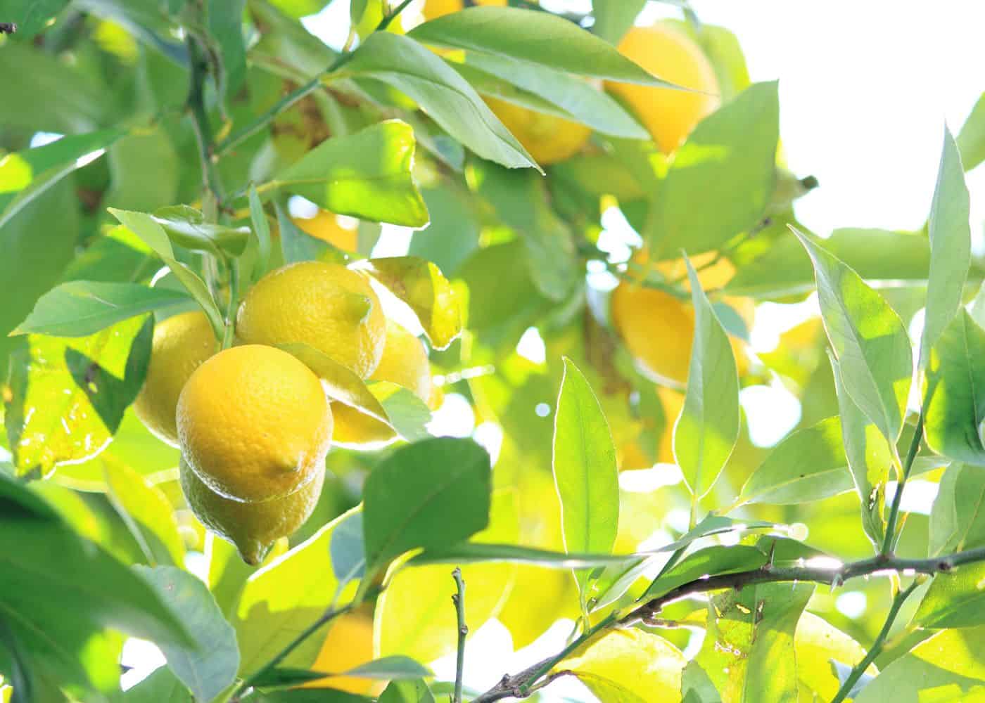 Lemon penurun kolesterol