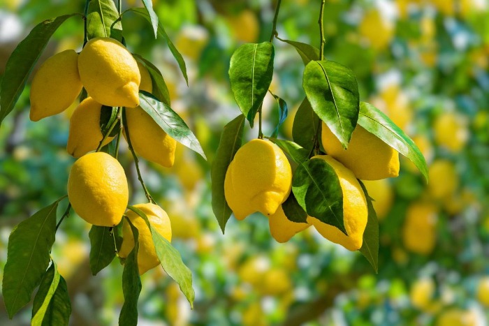 Lemon penurun kolesterol