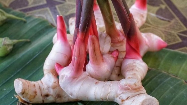 Lengkuas untuk perut kembung