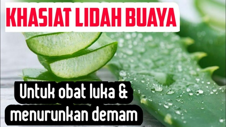 Lidah buaya untuk luka