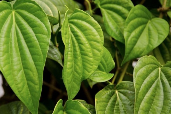 Manfaat daun sirih