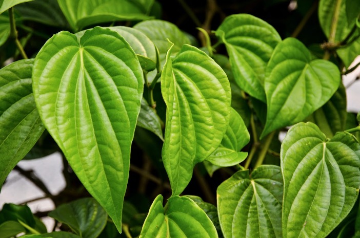 Manfaat daun sirih