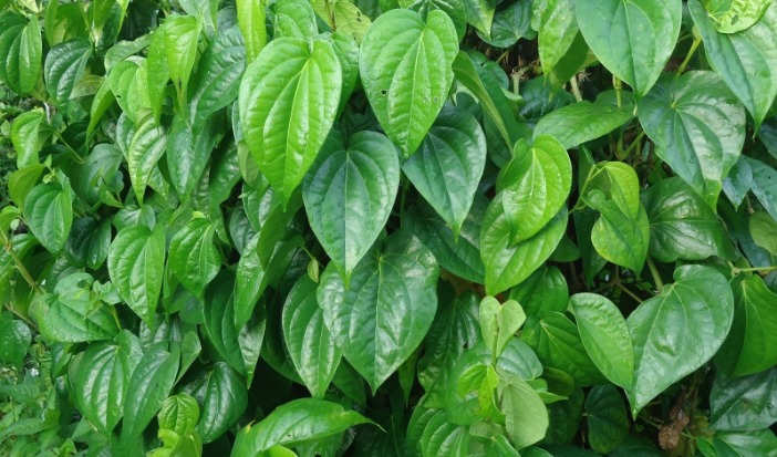 Manfaat daun sirih