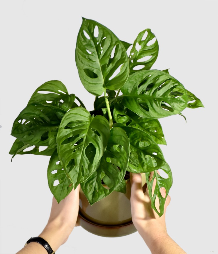 Monstera udara segar