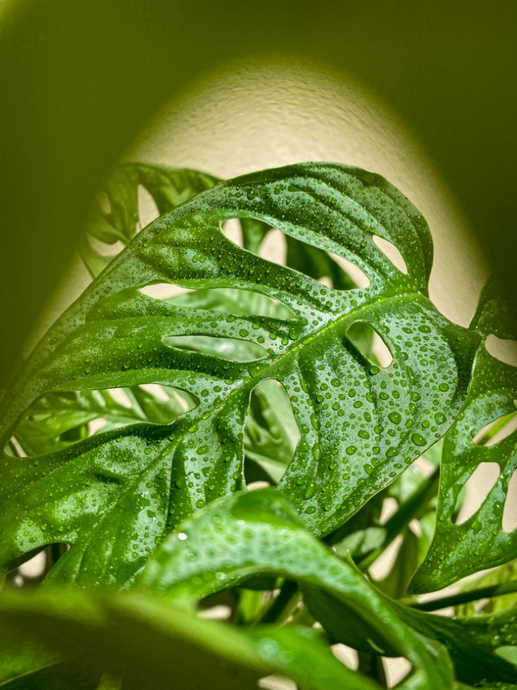 Monstera udara segar