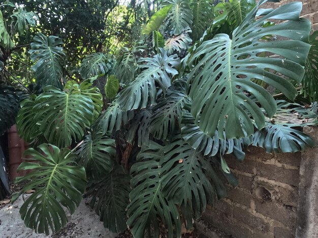 Monstera udara segar