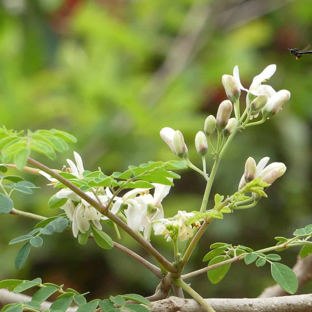 Moringa superfood