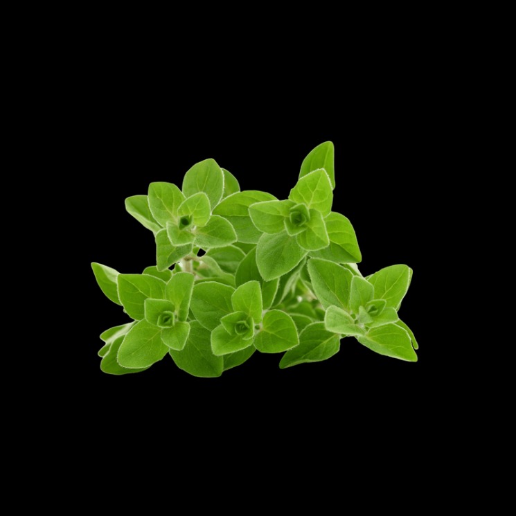 Oregano anti infeksi