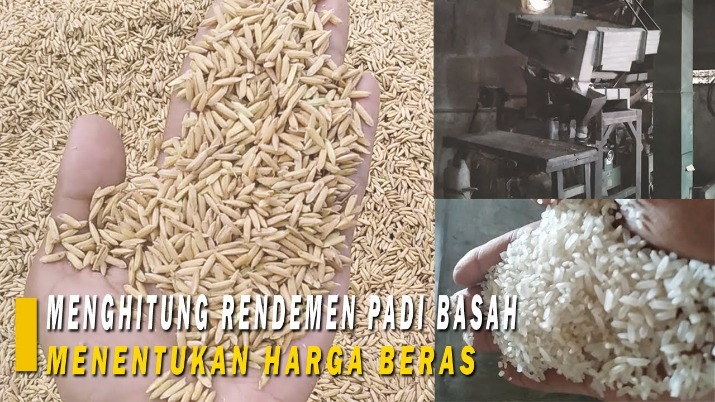 Padi sumber nasi