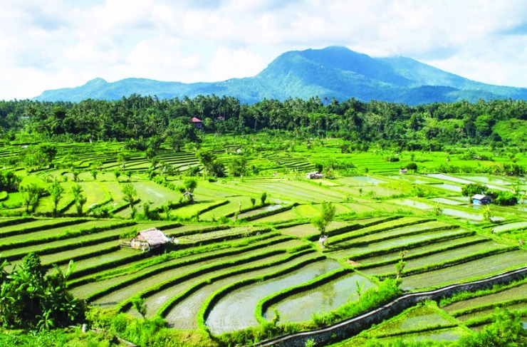 Padi sumber nasi