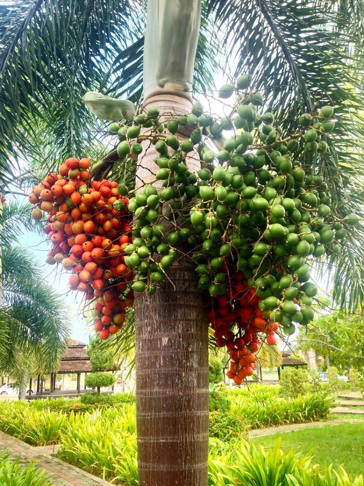 Pinang untuk gigi