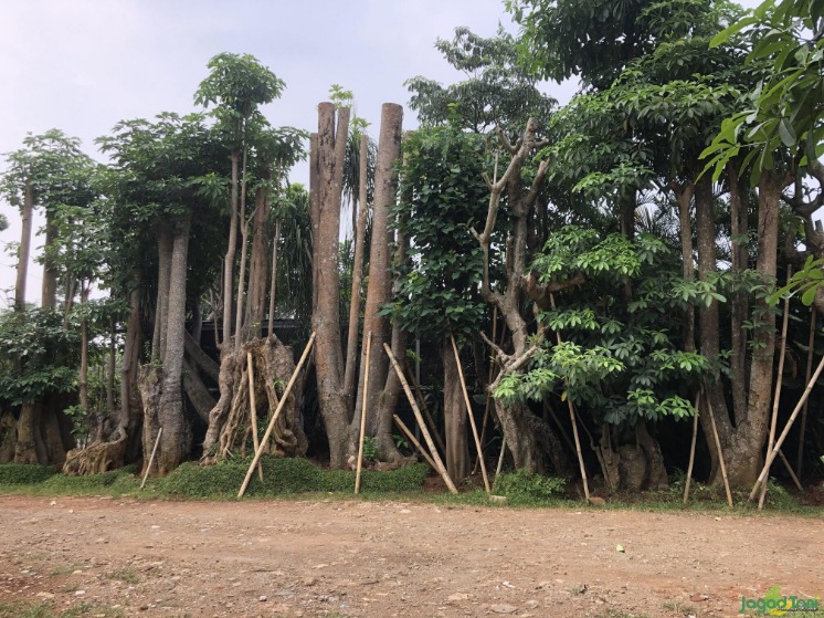 Pohon asam jawa untuk demam