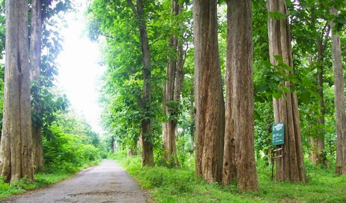 Pohon beringin penurun panas