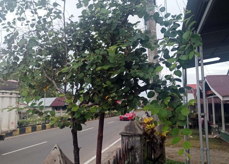 Pohon beringin penurun panas