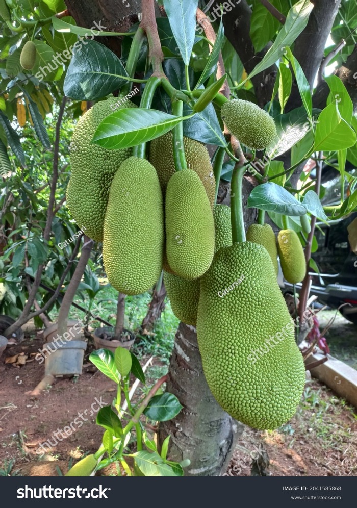 Pohon jeruk nipis batuk