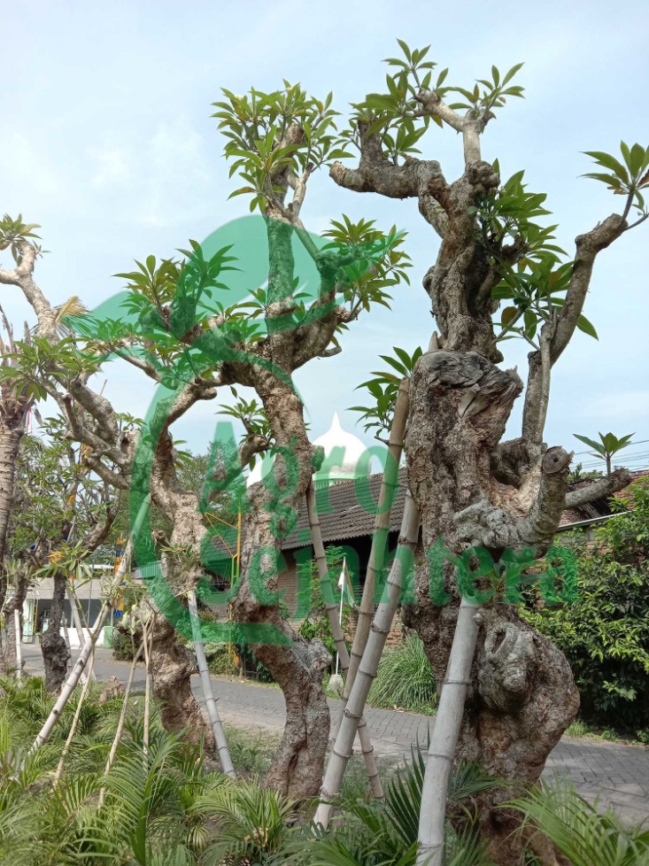 Pohon mangga anti oksidan