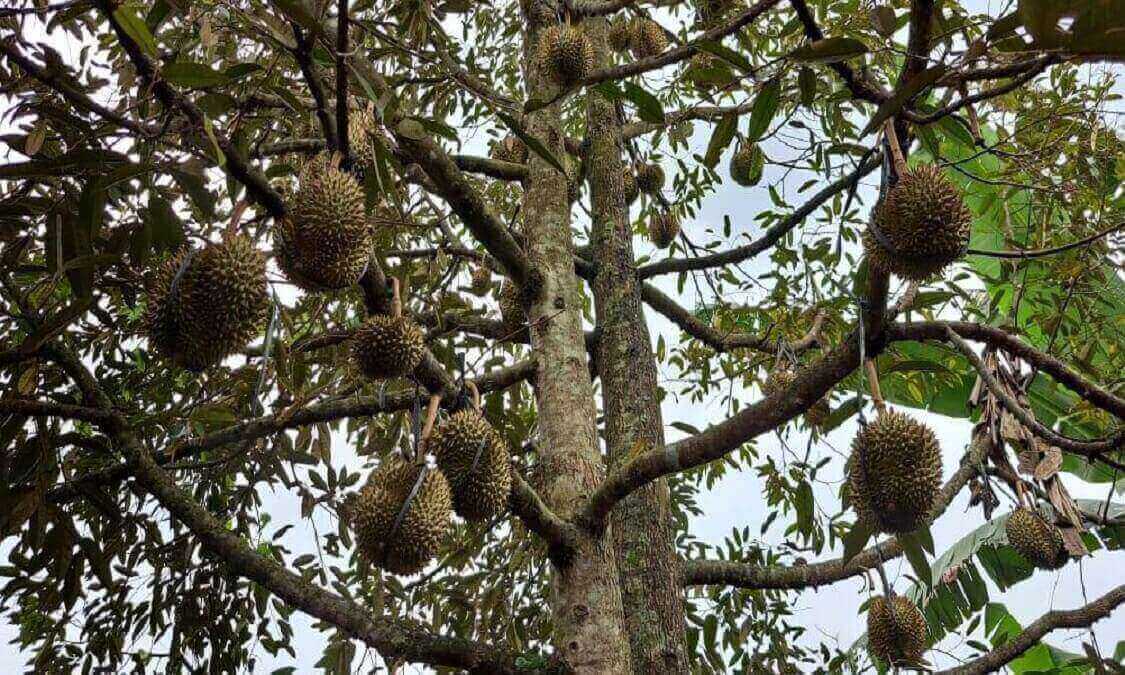 Pohon mangga anti oksidan