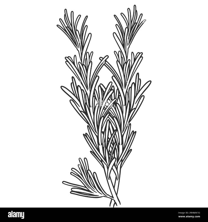 Rosemary untuk dapur