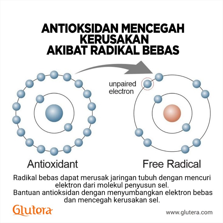 daun pencegah radikal bebas