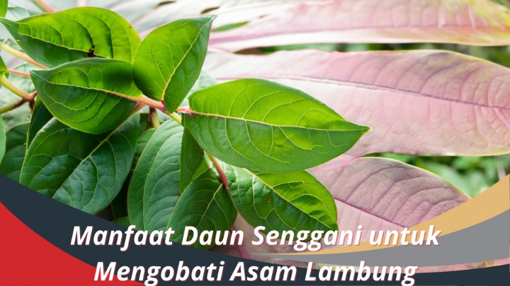 daun penenang lambung
