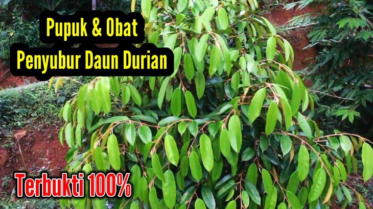 Daun Penyubur Kandungan