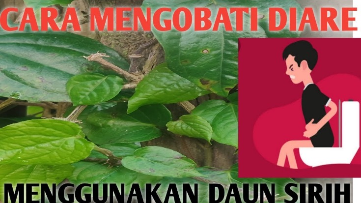 daun untuk mengatasi diare