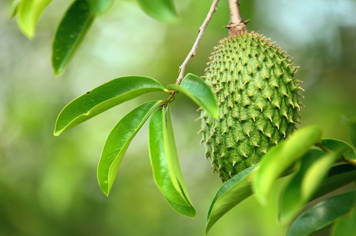 herbal untuk penderita diabetes