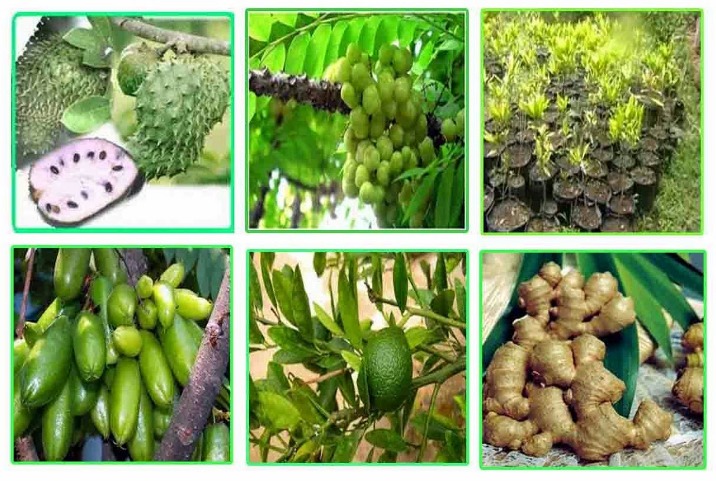 khasiat tanaman obat