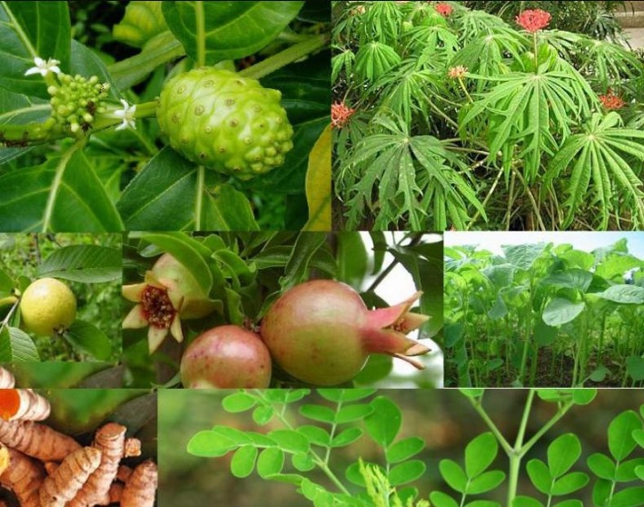 khasiat tanaman obat