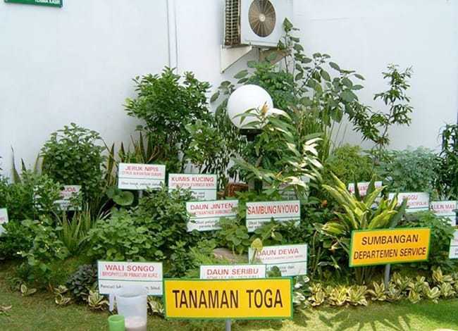 manfaat tumbuhan obat tradisional